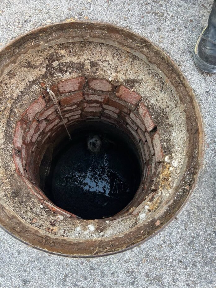 Bomberos rescatan un perro yorkshire que cayó por una alcantarilla en San Martín de Valdeiglesias