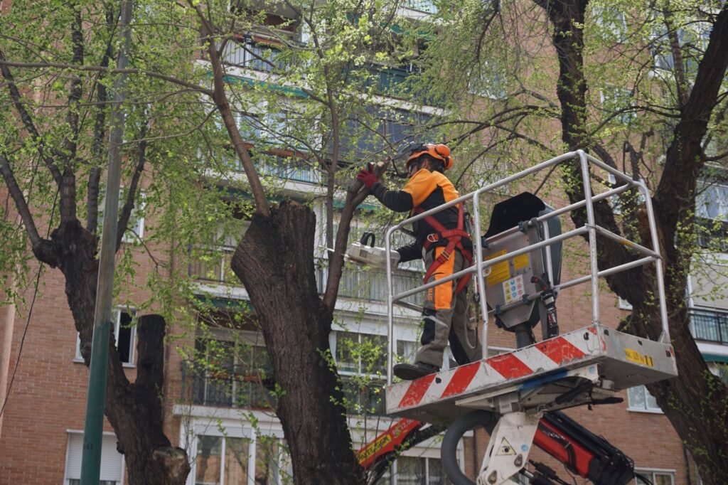 El Ayuntamiento reivindica que el Plan de Podas Municipal llegará a "toda la ciudad"