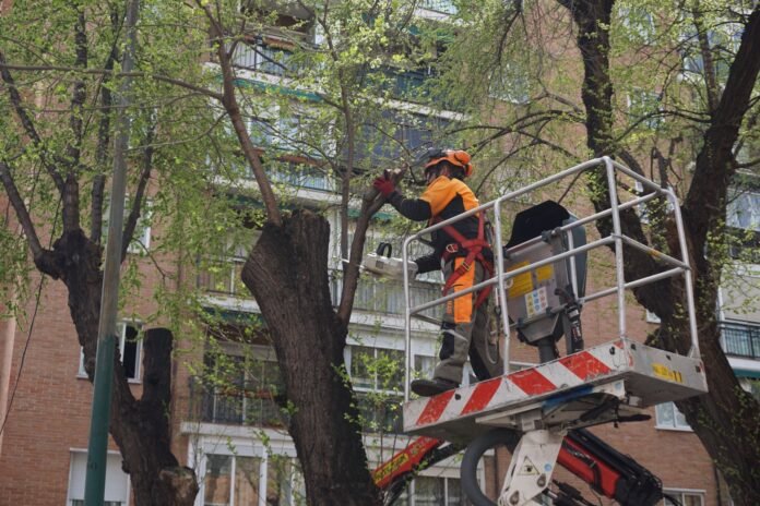 El Ayuntamiento reivindica que el Plan de Podas Municipal llegará a El Ayuntamiento reivindica que el Plan de Podas Municipal llegará a