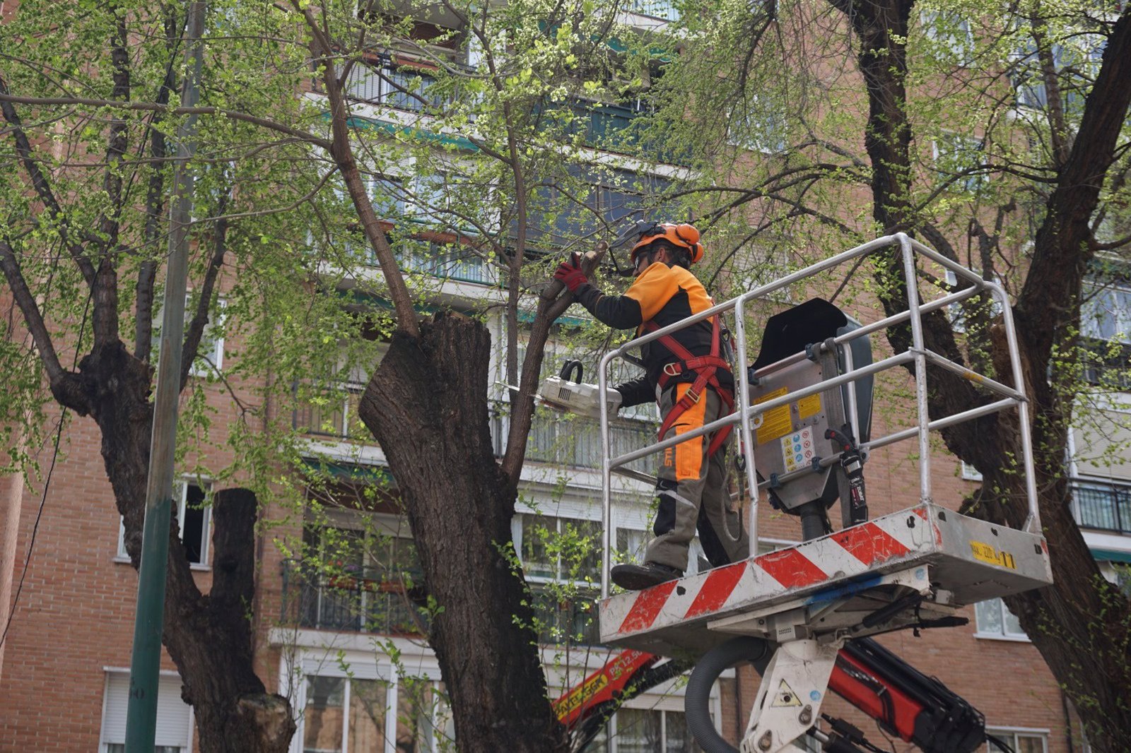 El Ayuntamiento reivindica que el Plan de Podas Municipal llegará a "toda la ciudad"