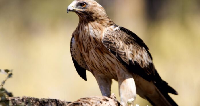 Activada la webcam del Parque Nacional de la Sierra de Guadarrama para el seguimiento de una pareja de águilas calzadas Activada la webcam del Parque Nacional de la Sierra de Guadarrama para el seguimiento de una pareja de águilas calzadas
