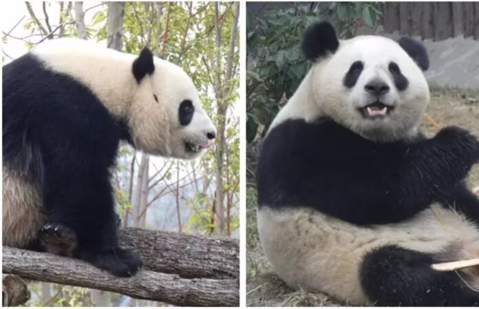 NUEVA PAREJA DE PANDAS EN EL ZOO DE MADRID