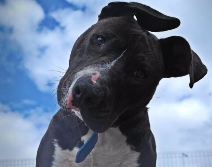 Un niño herido al ser atacado por un perro al que la policía tuvo que disparar con su pistola táser