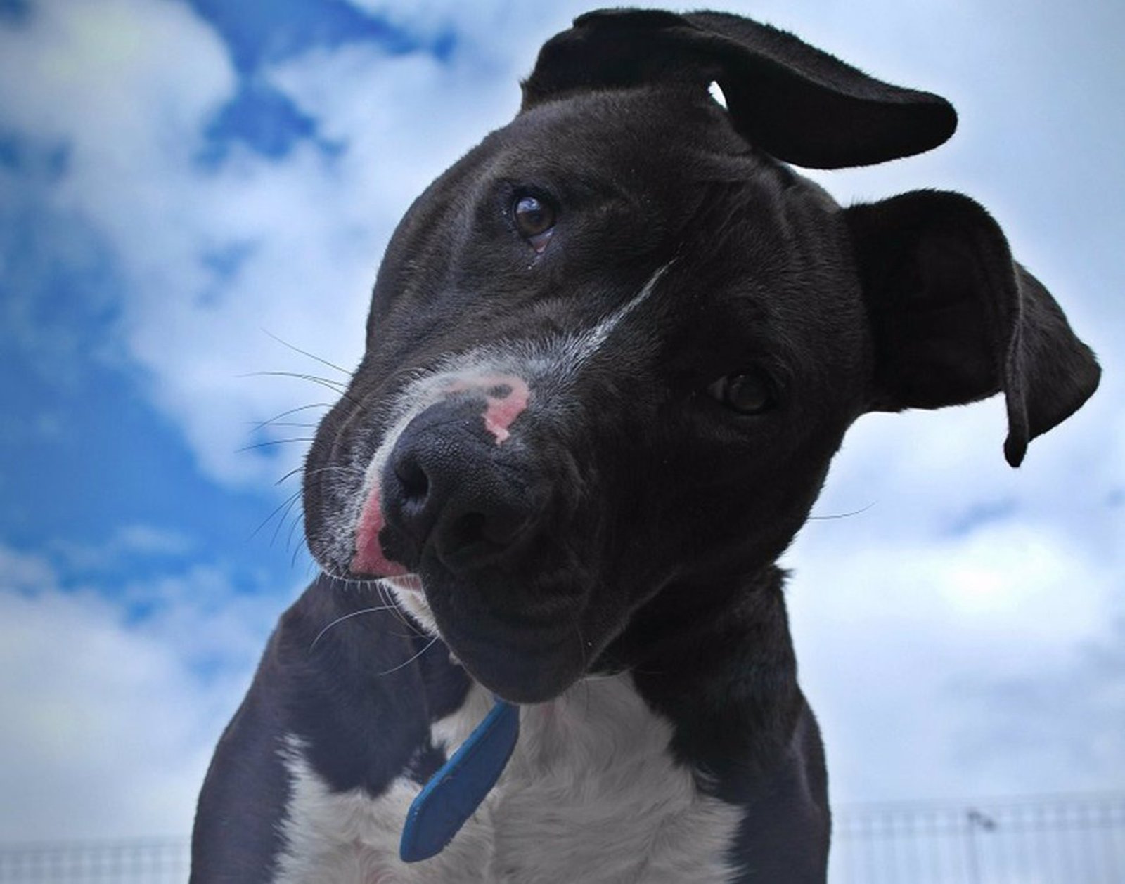 Un niño herido al ser atacado por un perro al que la policía tuvo que disparar con su pistola táser