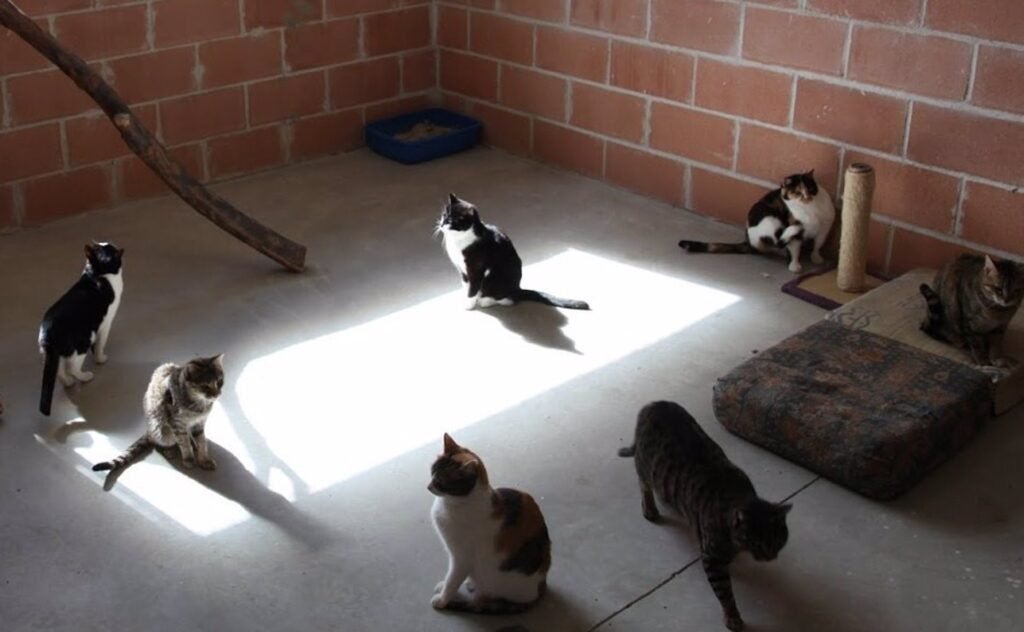 Bienestar Animal Getafe