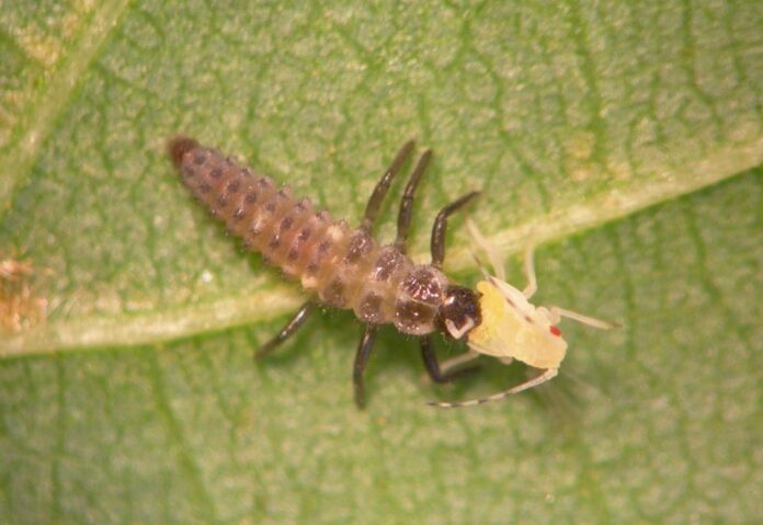 El Ayuntamiento de Majadahonda pone en marcha una campaña de vigilancia y control de pulgones y hongos en zonas verdes El Ayuntamiento de Majadahonda pone en marcha una campaña de vigilancia y control de pulgones y hongos en zonas verdes