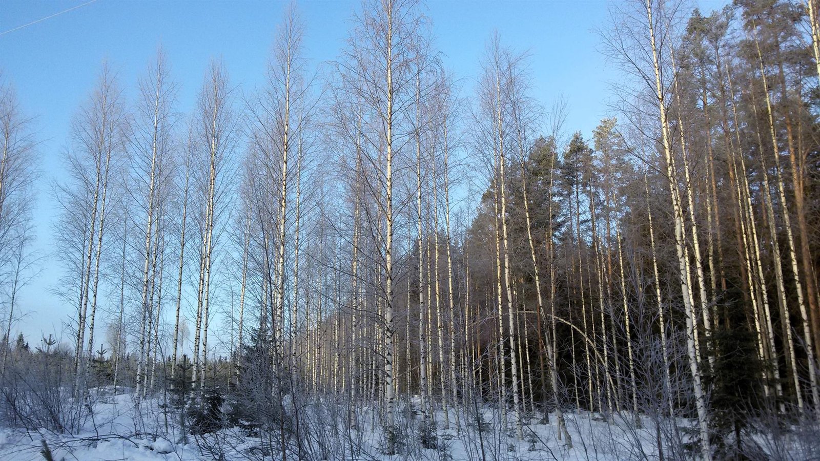 Un estudio de la UAH muestra el impacto del cambio climático en los bosques