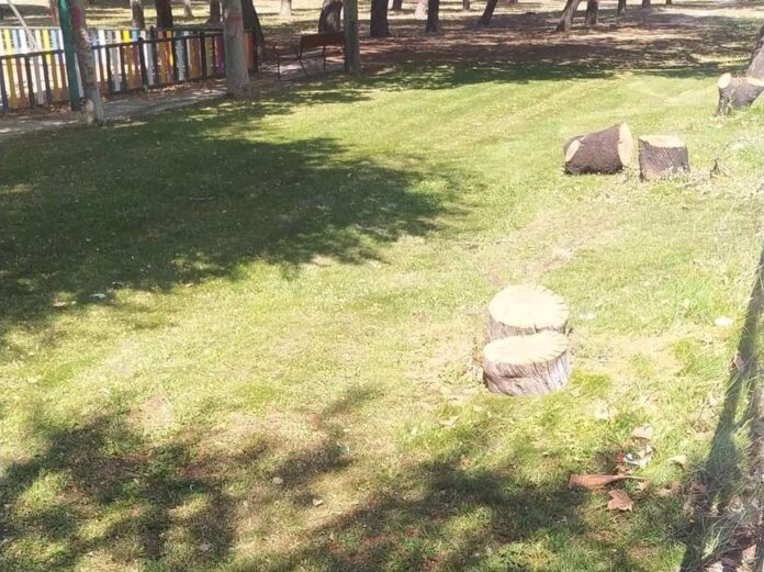 Vecinos de Perales del Río reclaman que se repongan con urgencia todos los árboles Vecinos de Perales del Río reclaman que se repongan con urgencia todos los árboles