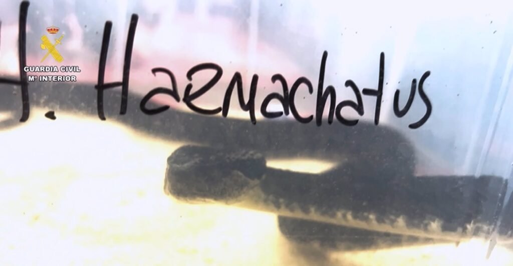 Sacrifican a la víbora venenosa que mordió en su casa de Valdemorillo a su dueño, que será multado