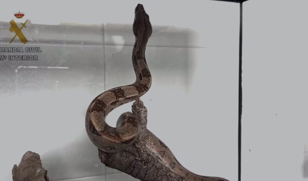 Investigan a un hombre por tener ilegalmente una boa constrictor imperator en su casa de Villalbilla