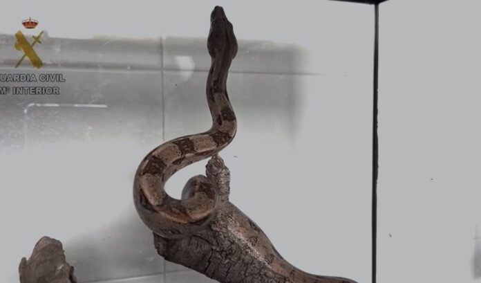 Sucesos.- Investigan a un hombre por tener ilegalmente una boa constrictor imperator en su casa de Villalbilla Investigan a un hombre por tener ilegalmente una boa constrictor imperator en su casa de Villalbilla