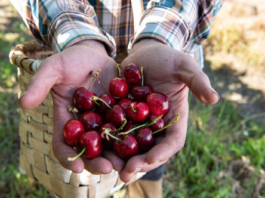 Carrefour compra más de 1 millón de kilos de cerezas origen España en una campaña histórica en compras a productores locales